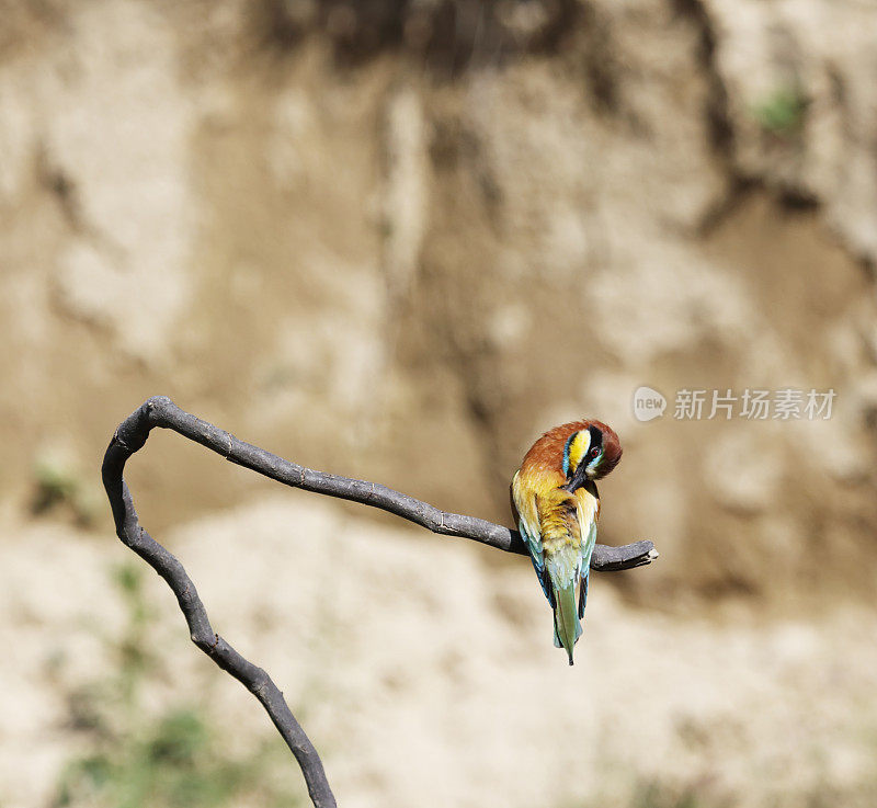 欧洲食蜂鸟(Merops apiaster)